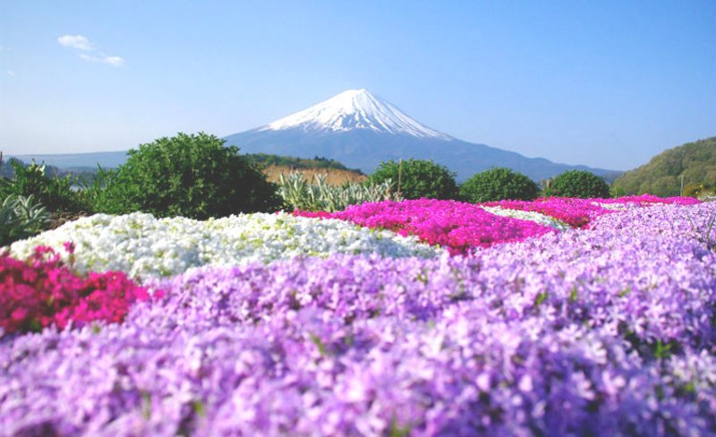 Mt. Fuji View & Gotemba Premium Outlets One Day Tour from Tokyo