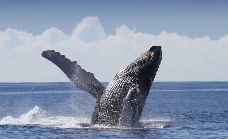 Whale Watching Cruise In Waikiki