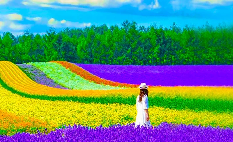【Hokkaido Summer Limited】Furano Farm Tomita & Shikisai no Oka & Blue Pond & Waterfall & Patchwork Road One-Day Tour | Depart from Sapporo