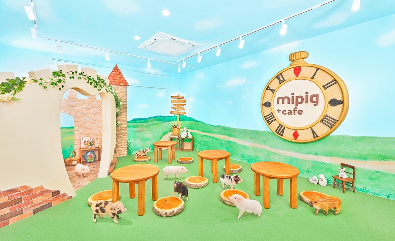 Micro Pig Cafe Experience in Fukuoka