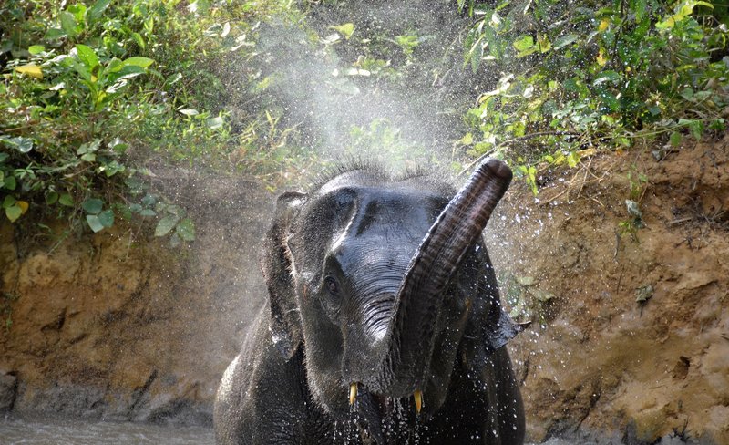 Krabi Elephant Care House Experience