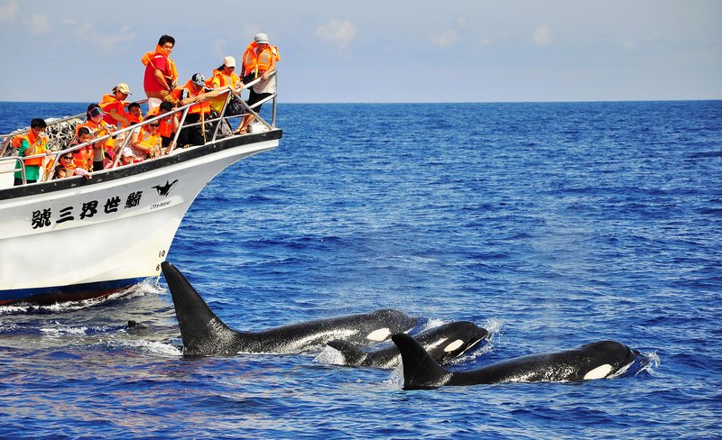 Hualien Whale-Watching Tour by Whale World
