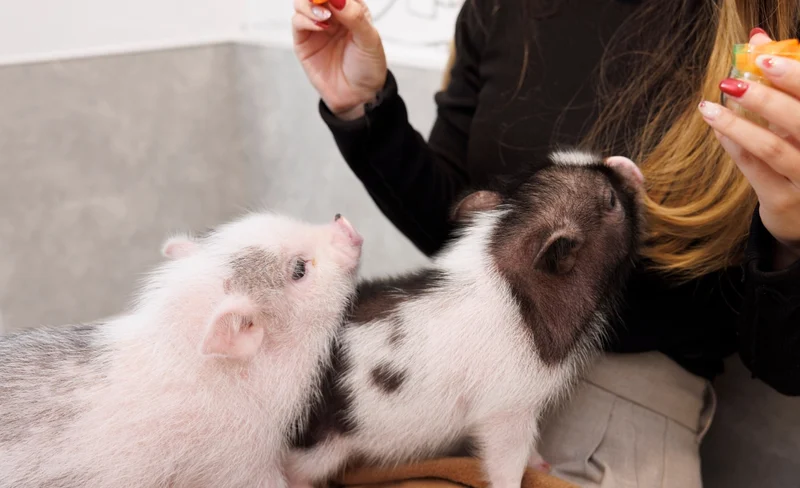 Private Room Micro Pig Cafe with Feeding Experience (Tokyo Asakusa)