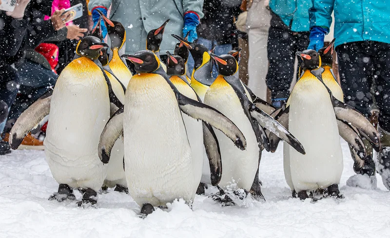 [Hokkaido Day Trip] Asahiyama Zoo (Including Admission) + Shikisai-no-oka + Biei Instagram-Famous Trees/Blue Pond & Shirahige Falls (Other Seasons) + Furano Ningle Terrace | Departure from Sapporo - Complimentary Hot/Cold Drink