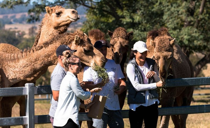 Camel Farm Tour and Taste Ticket in Queensland