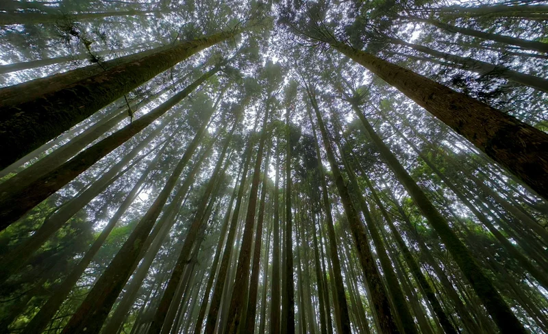 A day trip to Tianchangdiijiu Bridge, Alishan National Forest Recreation Area, and a tea-picking experience