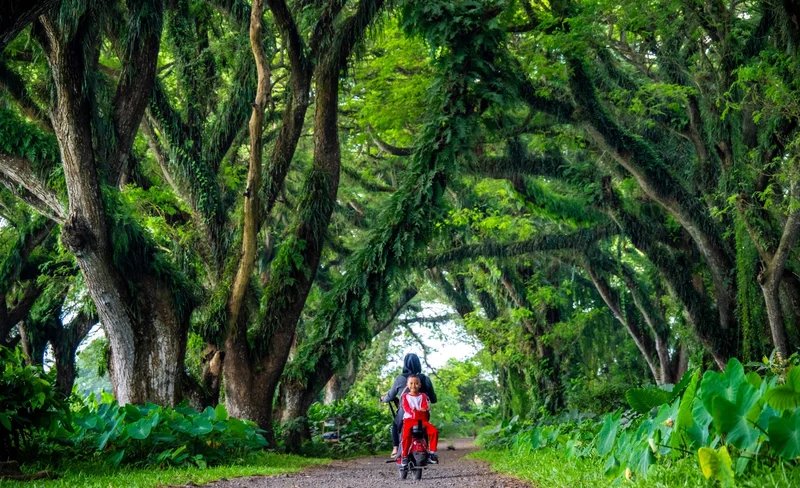 Banyuwangi Alas Purwo National Park Private Day Tour