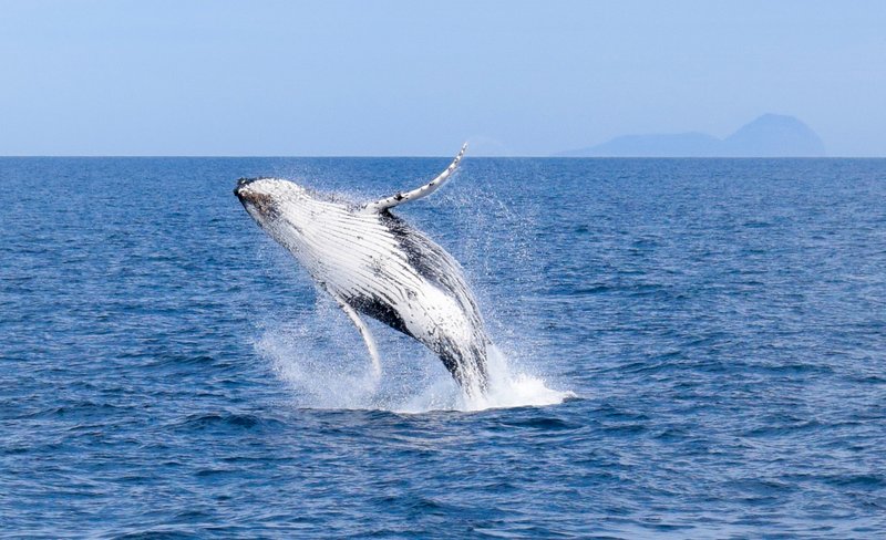 Whale Watching Sightseeing Cruise in Wilsons Promontory