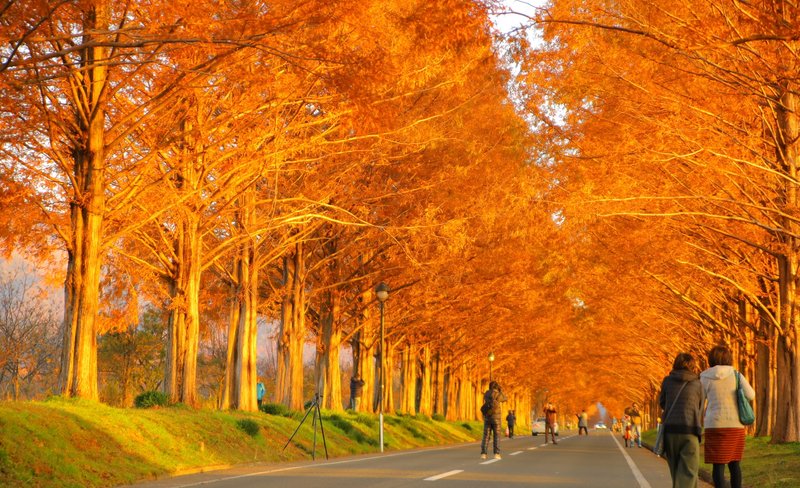 Shiga Metasequoia Tree-Lined Avenue Day Tour from Osaka