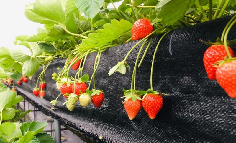六合草莓園採草莓體驗(需提前預約)