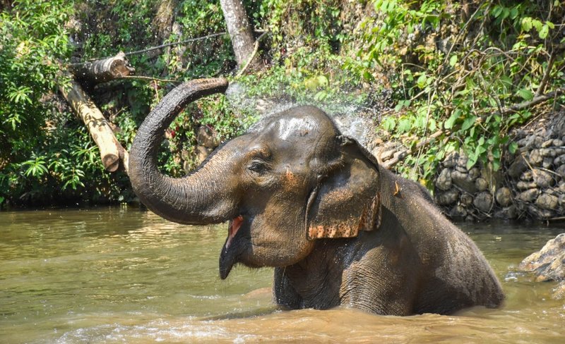 Chiang Mai Elephant Conservation Foundation ( Maesa Elephant Camp )