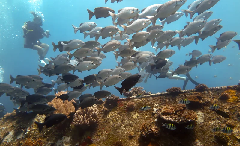 Dive into Adventure: Lombok with PADI 5 Star Dive Resort