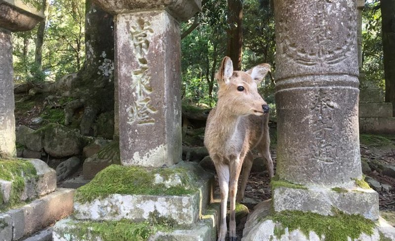 Nara City, Nara Park, Temples & Shrines One Day Tour