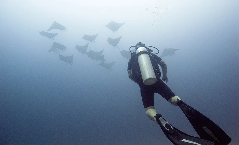 Unveiling Komodo’s Depths: Open Water Adventure with PADI 5* Center