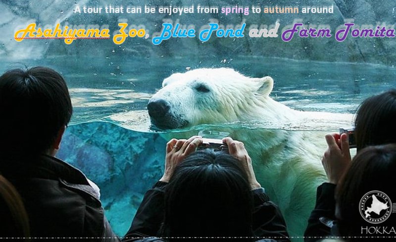 Hokkaido Tour around Asahiyama Zoo, Blue Pond and Farm Tomita