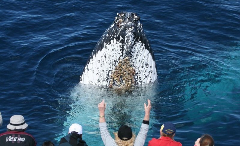 Whale Watching Experience in Gold Coast