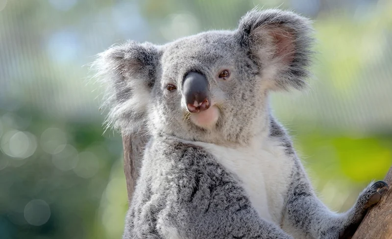 ZooTampa and Florida Aquarium Admission in Tampa