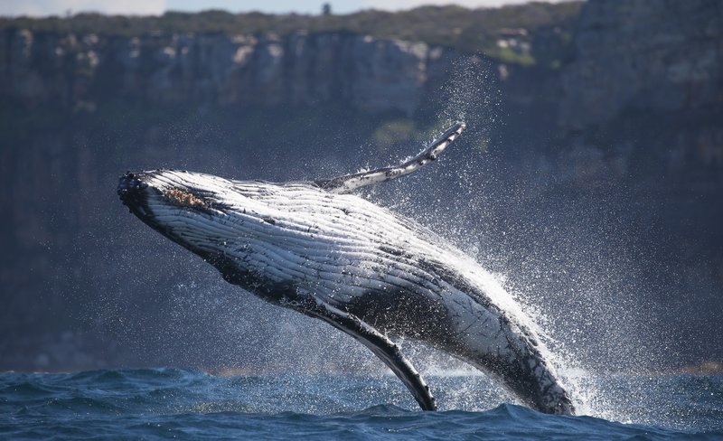 3-Hour Whale Watching Cruise on Sydney Harbour