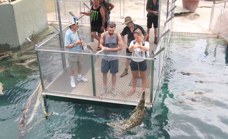 Big Croc Feed Experience and Guided Tour