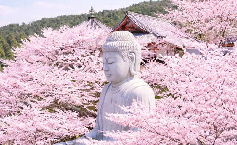 [Departing from Osaka] Nara Cherry Blossom Day Trip: Tsubosaka-dera Temple, Mount Yoshino's Thousand Cherry Trees, and Nara Park