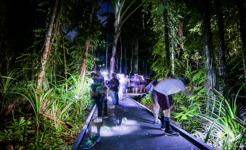 Cairns Botanic Gardens Night Walk Photography Tour