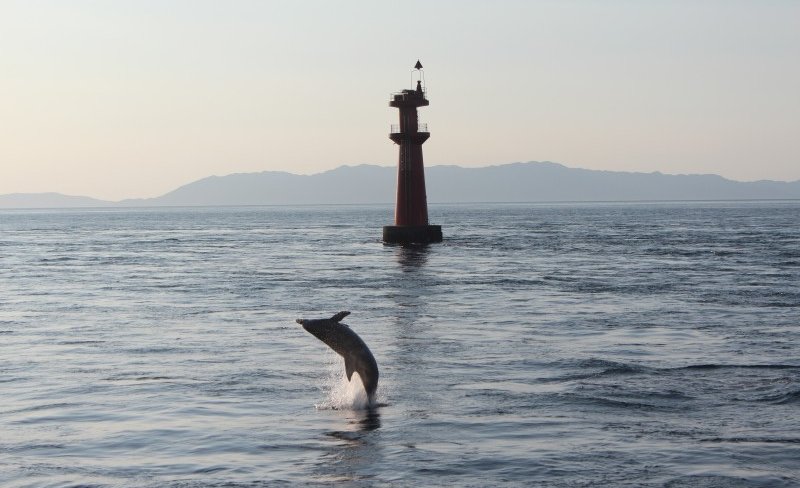Dolphin Watching Tour in Kumamoto