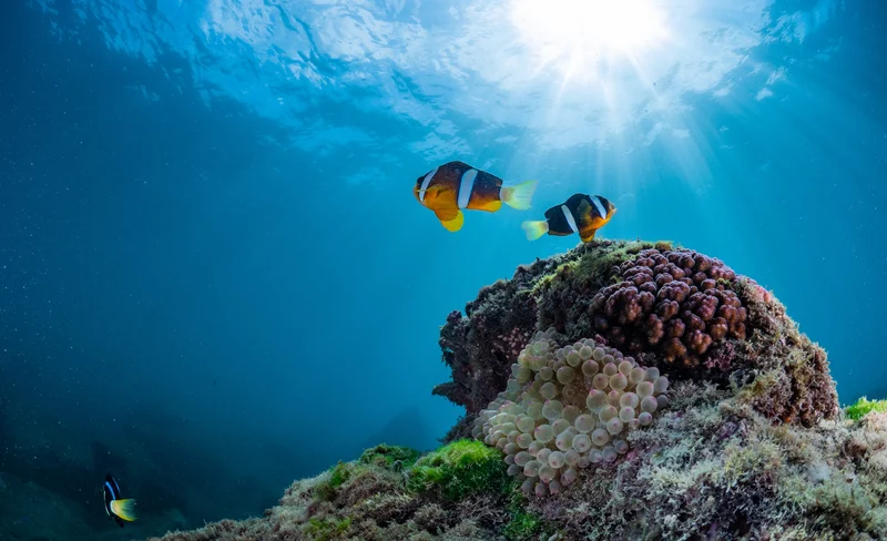 澎湖潛水: 樂福海洋工坊珊瑚海洋花園 – 體驗潛水