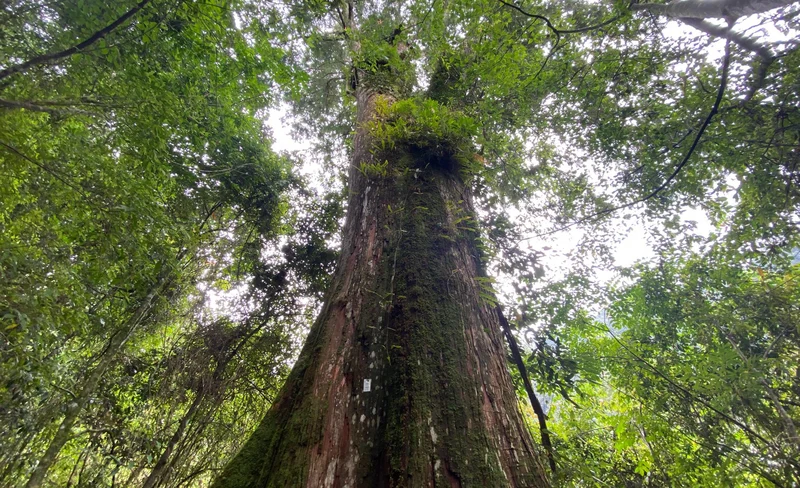 嘉義: 阿里山特富野noyoca巨木群生態體驗
