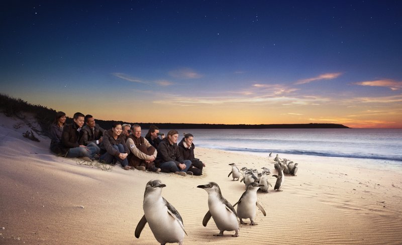 Penguin Parade and Kangaroo Feeding Tour in Phillip Island