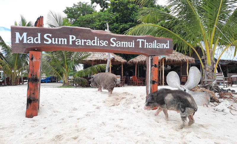 Pig Island(Koh Mudsum) and Koh Tan Half Day Snorkeling Tour
