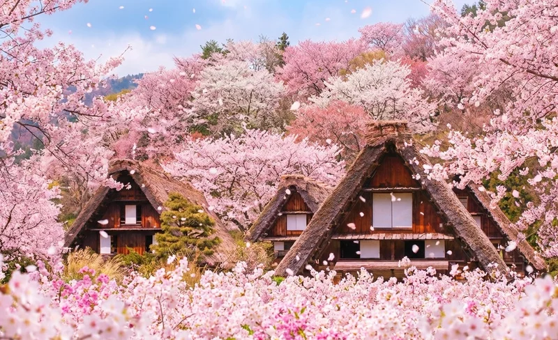 Nagoya Shirakawa-go and Takayama Full-Day Guided Tour