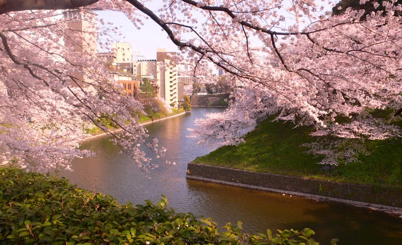 Tokyo City, Private Customized Day Trip with English-speaking Driver