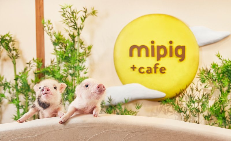 Micro Pig Cafe Experience in Osaka