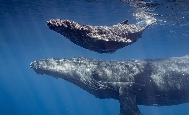 Oahu: Waikiki Whale Watching Tour