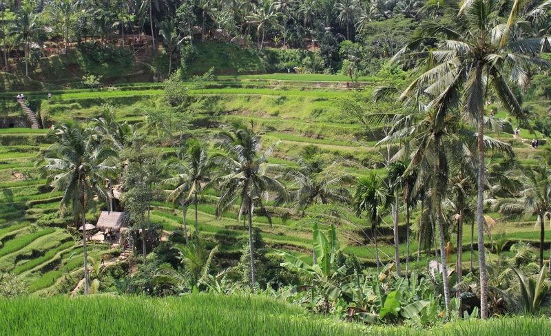 Ubud Monkey Forest and Tegalalang Private Trip