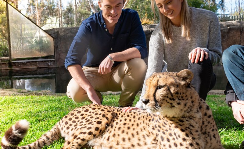 National Zoo & Aquarium Canberra Meet-A-Cheetah Experience