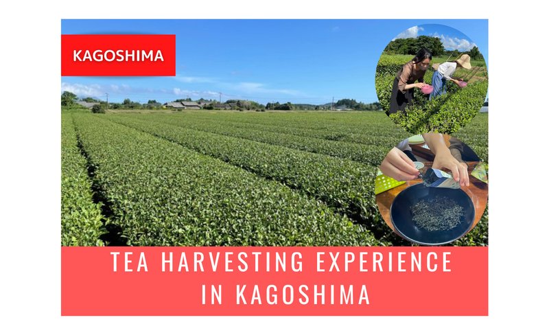 Tea Harvesting Experience in Kagoshima