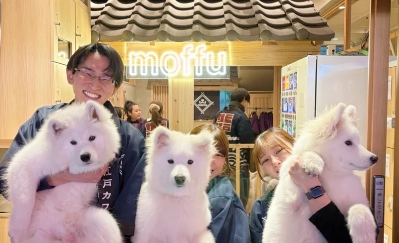 Samoyed Experience: Get Up Close and Personal in Harajuku