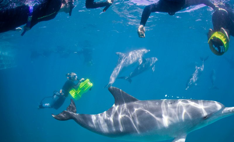 Swim with Wild Dolphins Experience in Rockingham