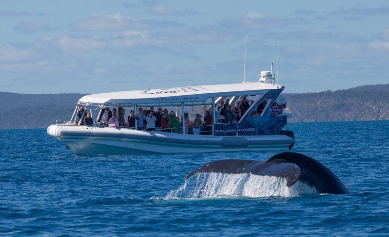 Ultimate Whale Watching Tour in Hervey Bay