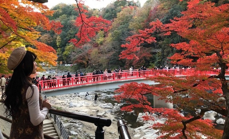 Maple Leaves Eihoji, Korankei Gorge & Shikizakura Tour from Nagoya