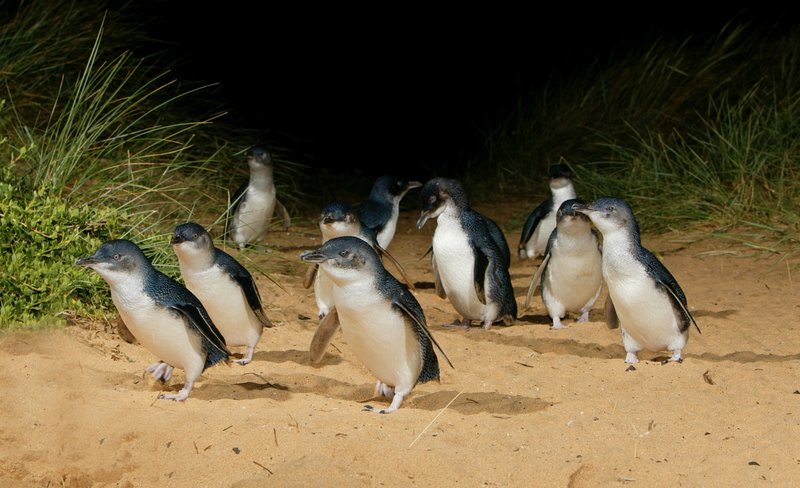 Phillip Island Penguin Parade Ticket