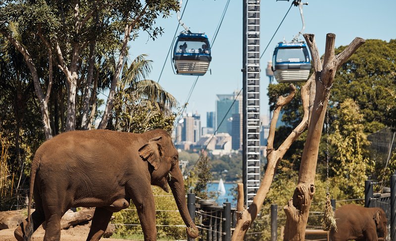 Taronga Zoo and Sydney Harbour Hopper Ticket