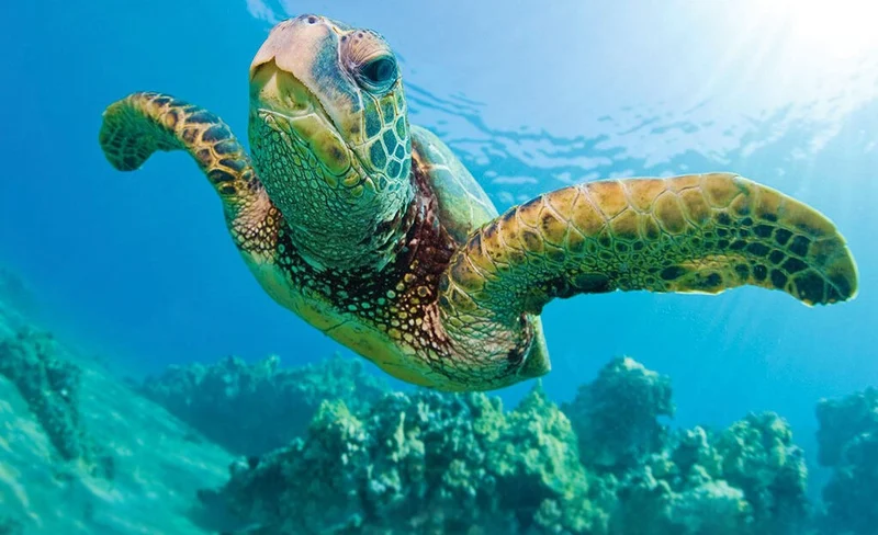 Waikiki Turtle Snorkel Sail Experience with Optional Lunch