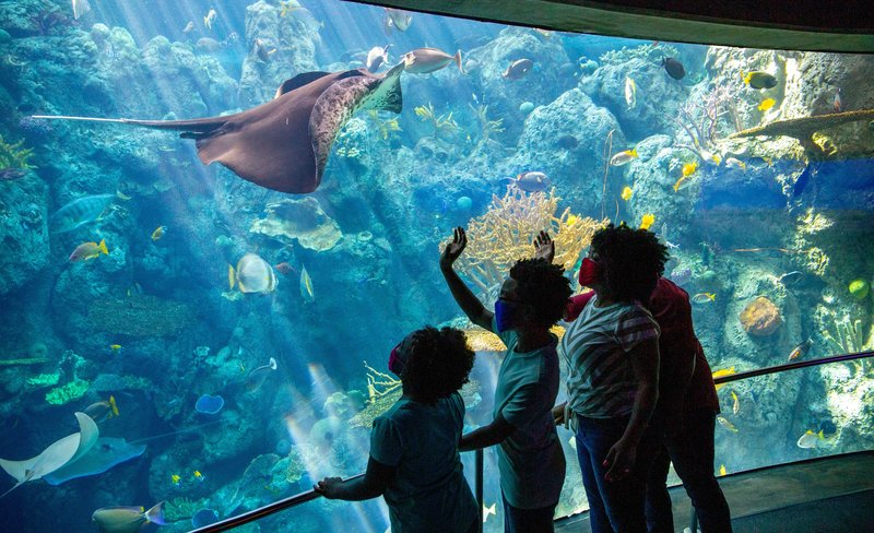 Aquarium of the Pacific Ticket in California