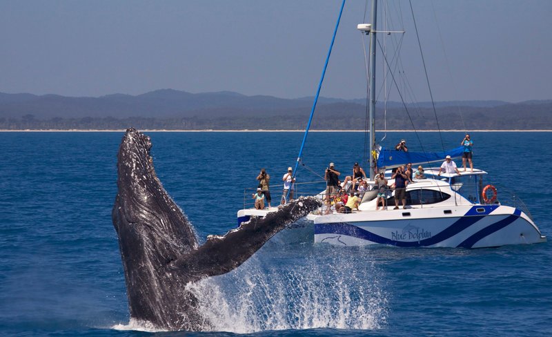 Whale Watching Encounter in Hervey Bay