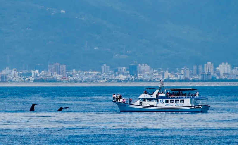 Hualien Whale Watching | Whale World Whale Watching Eco Tour