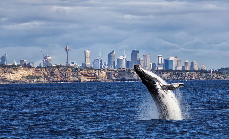 Sydney Whale Watching Cruise with Breakfast or Lunch