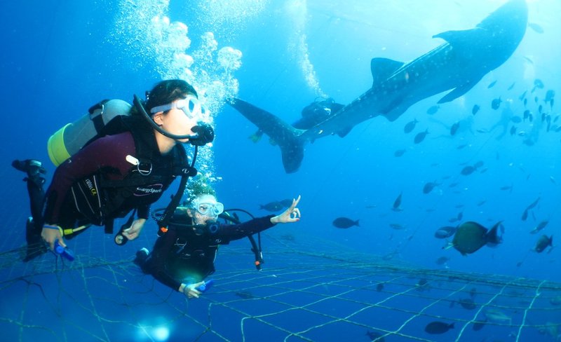 Snorkeling, Diving, and Fun Diving Experience with Whale Sharks