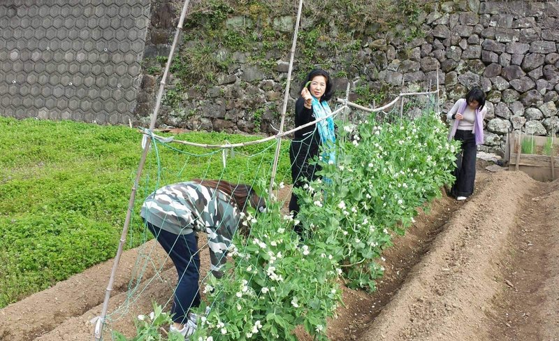 Japanese Farm Experience: Calf Feeding, Vegetable Harvesting, and Oshizushi Making in Saga